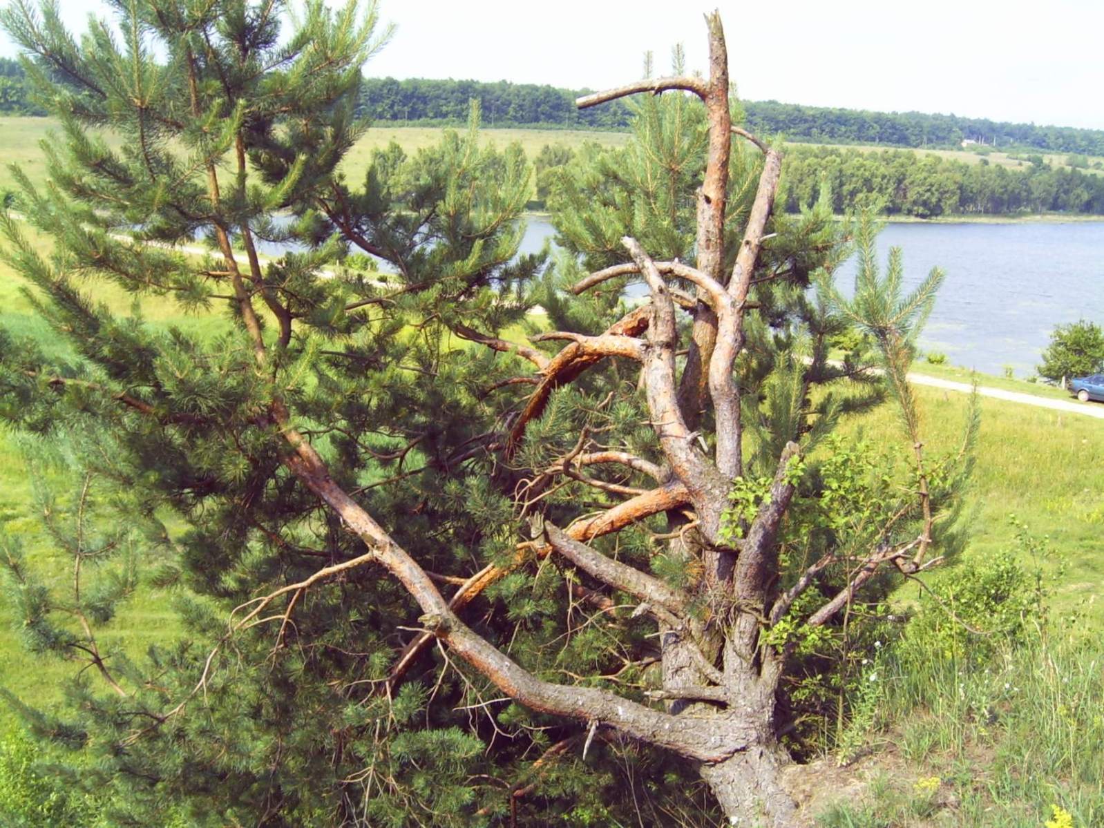 межирів